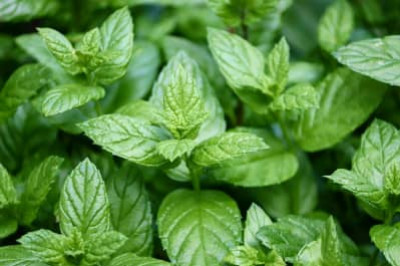 La menthe a de nombreuses propriétés médicinales- Plantes et Santé